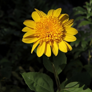 Helianthus 'Happy Days' 