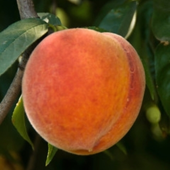 Prunus persica 'Santa Barbara' 