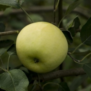 Malus domestica 'Yellow Transparent' 