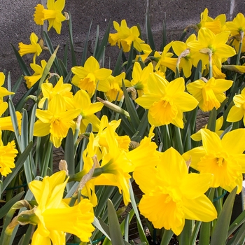 Narcissus 'Bittern' 