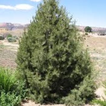 Pinus edulis