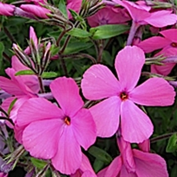 Phlox 'PPPHL07101' PP24007