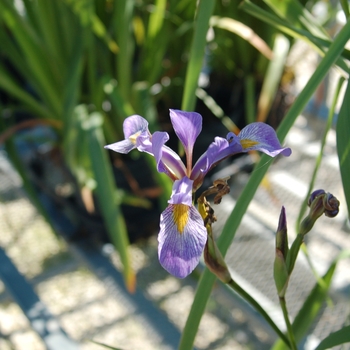 Iris virginica var. shrevei