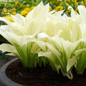 Hosta 'White Feather' 