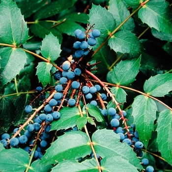 Mahonia nervosa