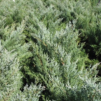 Juniperus chinensis 'Blue Vase' 