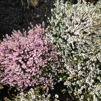Erica x darleyensis 'Mediterranean Pink' 