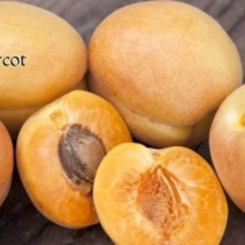 Prunus armeniaca 'Harcot' 