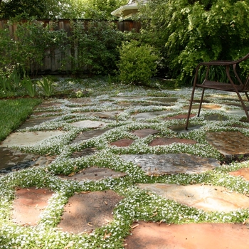 Isotoma fluviatilis 'Alba' 