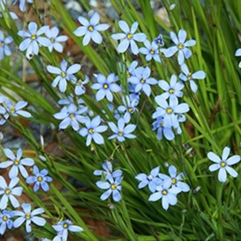 Sisyrinchium angustifolium 'Blue Note' 