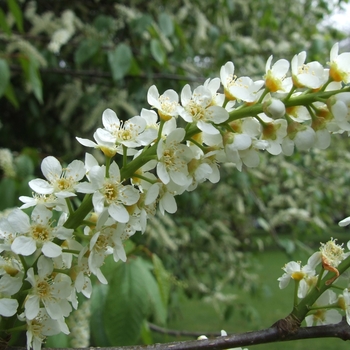 Prunus Persica Peppermint Twist