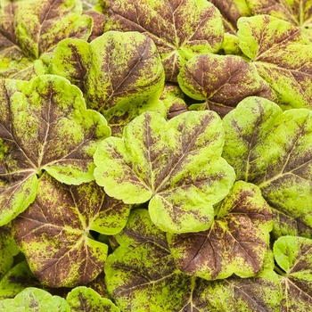 Heucherella 'Leapfrog' PPAF