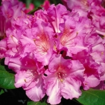Rhododendron 'Normandy' 