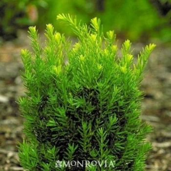 Taxus x media 'Meyeri' 