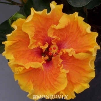 Hibiscus rosa-sinensis 'Heat Flash' 