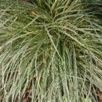 Pennisetum alopecuroides 'Little Honey' 