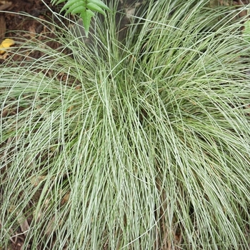 Carex morrowii 'Silk Tassel' 