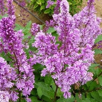 Syringa x josiflexa 'Royalty' 