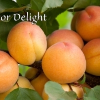 Prunus 'Flavor Delight' 