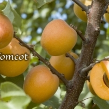 Prunus armeniaca 'Tomcot' 
