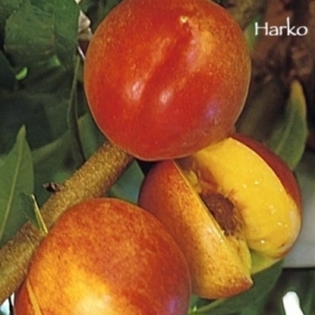 Prunus persica var. nucipersica 'Harko' 