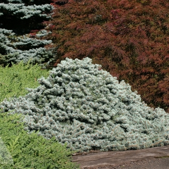 Picea pungens 'Lundeby's Dwarf' 