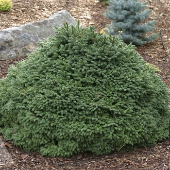 Picea abies 'Hildburghausen' 