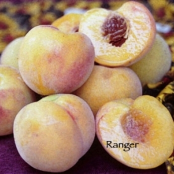 Prunus persica 'Ranger' 