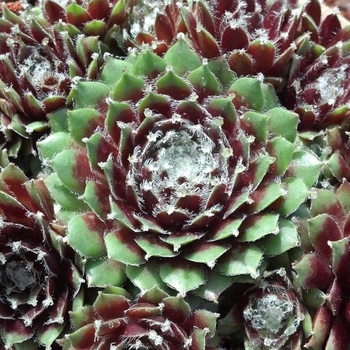 Sempervivum 'Jade Rose' 