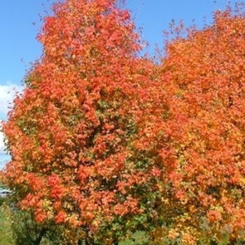 Acer grandidentatum 'Hipazam' Hipazam