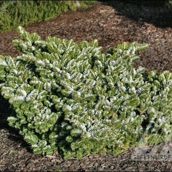 Abies veitchii 'Heddergott' 