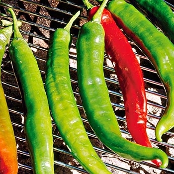 Capsicum annuum 'Italian Roaster' 