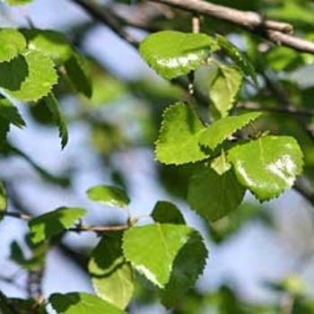 Betula occidentalis