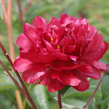 Paeonia lactiflora 'Adolphe Rousseau' 