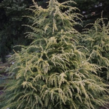 Cedrus deodara 'Harvest Gold' 