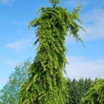 Cedrus deodara 'Miles High' 