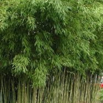 Phyllostachys aurea