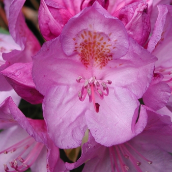 Rhododendron maximum 'Roseum' 