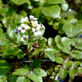 Nasturtium officinale