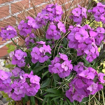 Erysimum 'Orchid' 