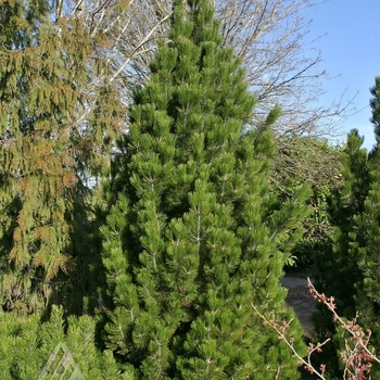 Pinus heldreichii (leucodermis) 'Emerald Arrow' 