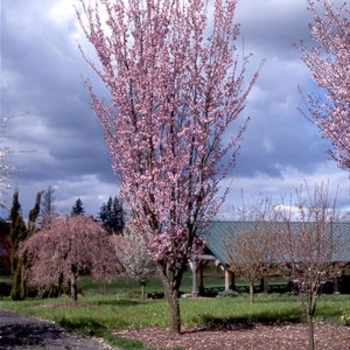 Prunus sargentii 'Columnaris' 