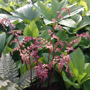 Athyrium otophorum 'Okanum' 