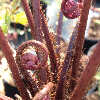 Athyrium otophorum 'Okanum'