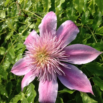 Clematis 'Evipo011' PP16072