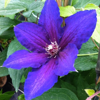 Clematis 'Vancouver™ Danielle' 