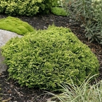 Chamaecyparis pisifera 'Tsukumo' 