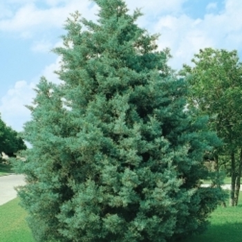 Cupressus arizonica var. glabra 'Blue Pyramid' 