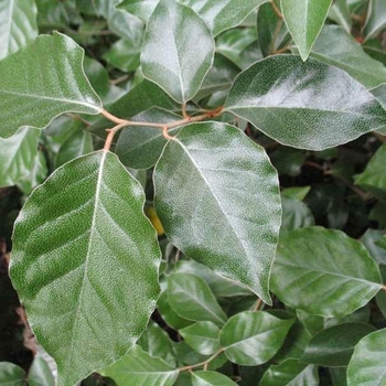 Elaeagnus macrophylla