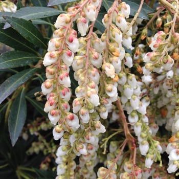 Pieris japonica 'Snow Drift' 